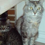 Maine Coon DK Kousgårds Trunte