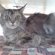 Maine Coon DK Kousgårds Trunte