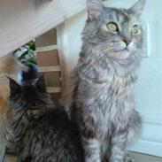 Maine Coon DK Kousgårds Trunte
