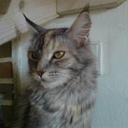 Maine Coon DK Kousgårds Trunte