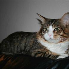 Maine Coon Kato