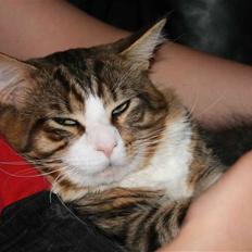 Maine Coon Kato