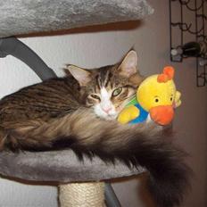 Maine Coon Kato