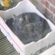 Blanding af racer Nuller (Død)