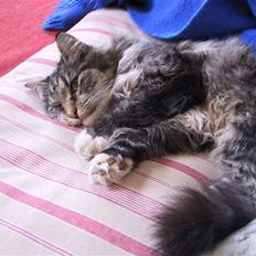 Blanding af racer Nuller (Død)