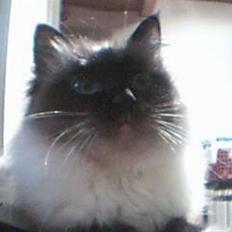 Hellig Birma Alexcia