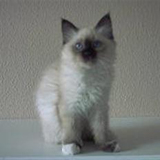 Hellig Birma Alexcia