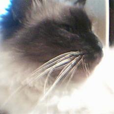 Hellig Birma Alexcia