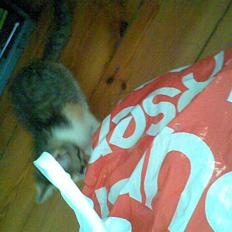 Blanding af racer Maia