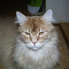 Maine Coon gaffe