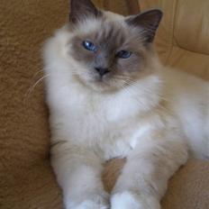 Hellig Birma Eddie *Solgt*