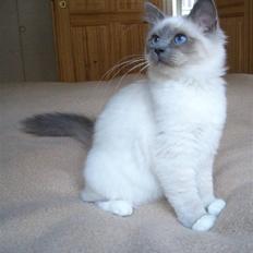 Hellig Birma Eddie *Solgt*