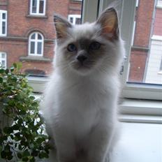 Hellig Birma Eddie *Solgt*