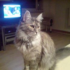 Maine Coon Ziska