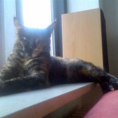 Blanding af racer Athenen