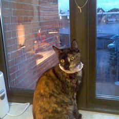 Blanding af racer Athenen