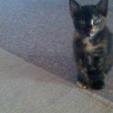 Blanding af racer Athenen