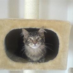 Maine Coon Sort/brun 