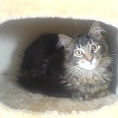 Maine Coon Sort/brun 