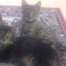 Maine Coon Sort/brun 