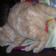 Huskat simba (tiggeprins)