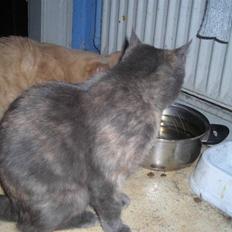 Huskat plet/mini mis