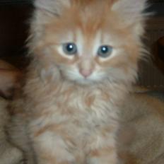 Blanding af racer Mis?