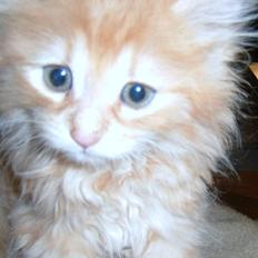 Blanding af racer Mis?