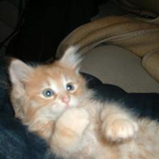 Blanding af racer Mis?