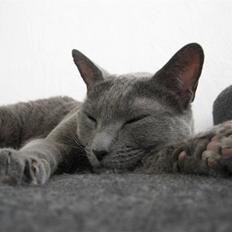 Russian Blue DK Puma Potemus af Nelja