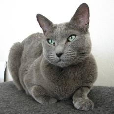 Russian Blue DK Puma Potemus af Nelja