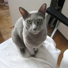 Russian Blue DK Puma Potemus af Nelja