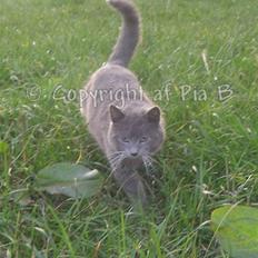 Blanding af racer Mulle R.I.P.