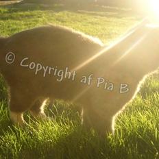 Blanding af racer Mulle R.I.P.