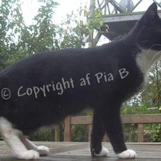 Blanding af racer Spækhug