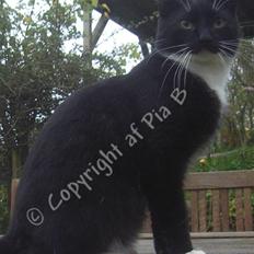 Blanding af racer Spækhug