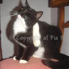 Blanding af racer Spækhug