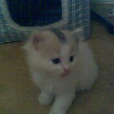 Blanding af racer Fie