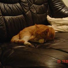 Blanding af racer fijola