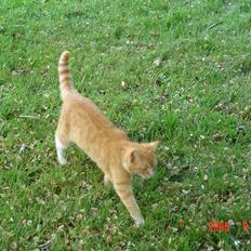 Blanding af racer fijola