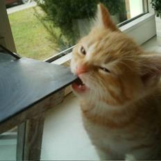 Blanding af racer Simba