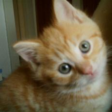 Blanding af racer Simba