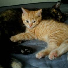 Blanding af racer Simba