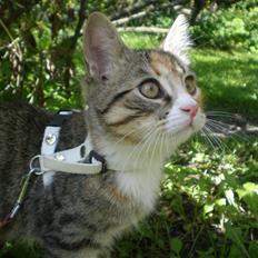 Blanding af racer Daisy