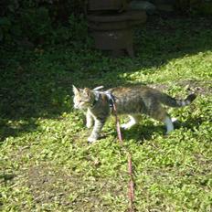 Blanding af racer Daisy