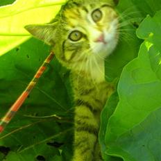 Blanding af racer Daisy