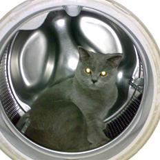 British Shorthair Pumba