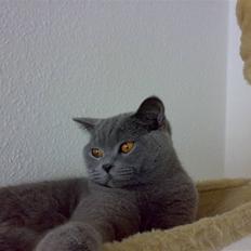British Shorthair Pumba