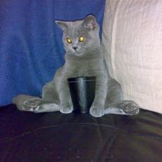 British Shorthair Pumba