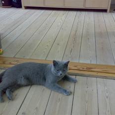 British Shorthair Mulle